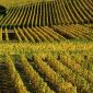 Route des Vins d'Alsace : Visite œnologique et dégustation