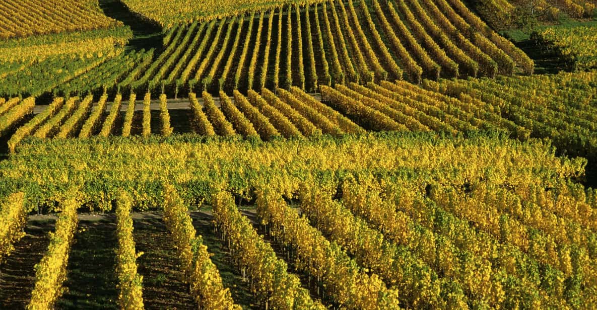 Route des Vins d'Alsace : Visite œnologique et dégustation